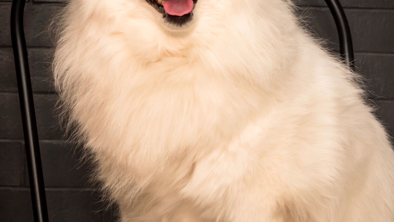 Photo of Others in Limoges