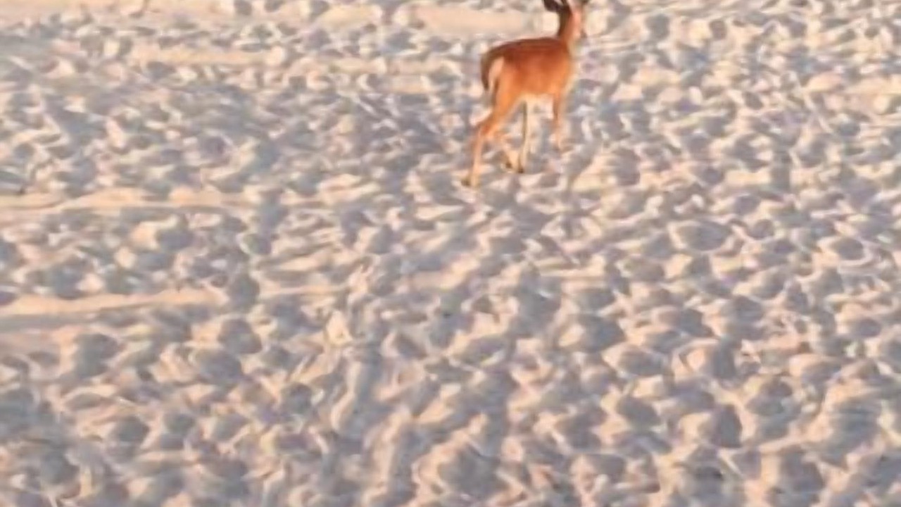 Photo of Others in Ocean Beach