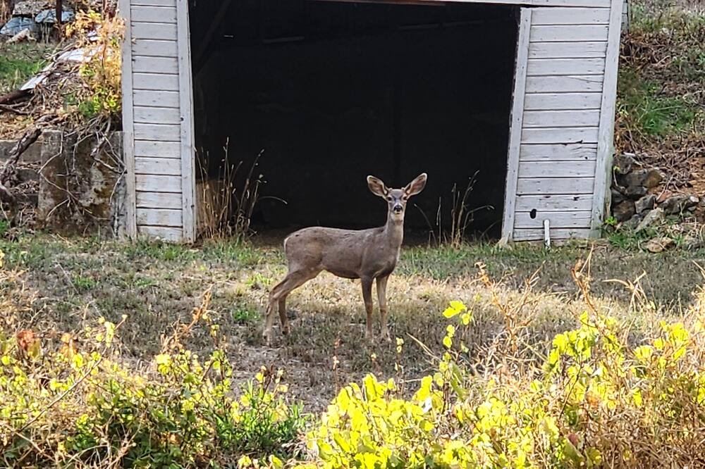 Photo of Outdoor in Nevada City