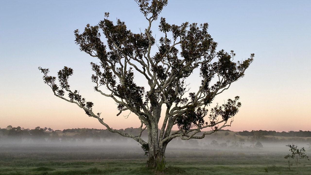 Photo of Others in Gundurimba