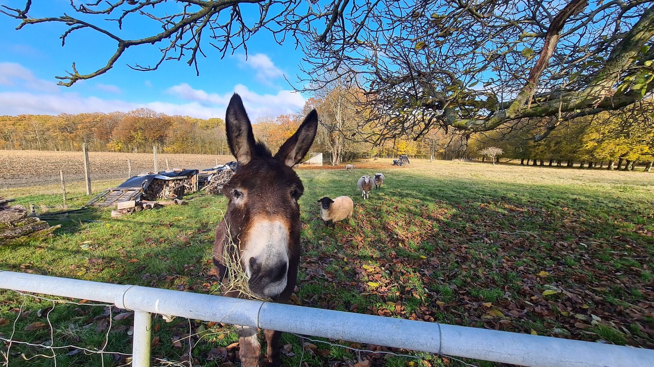 Photo of Outdoor in Bucy-Saint-Liphard