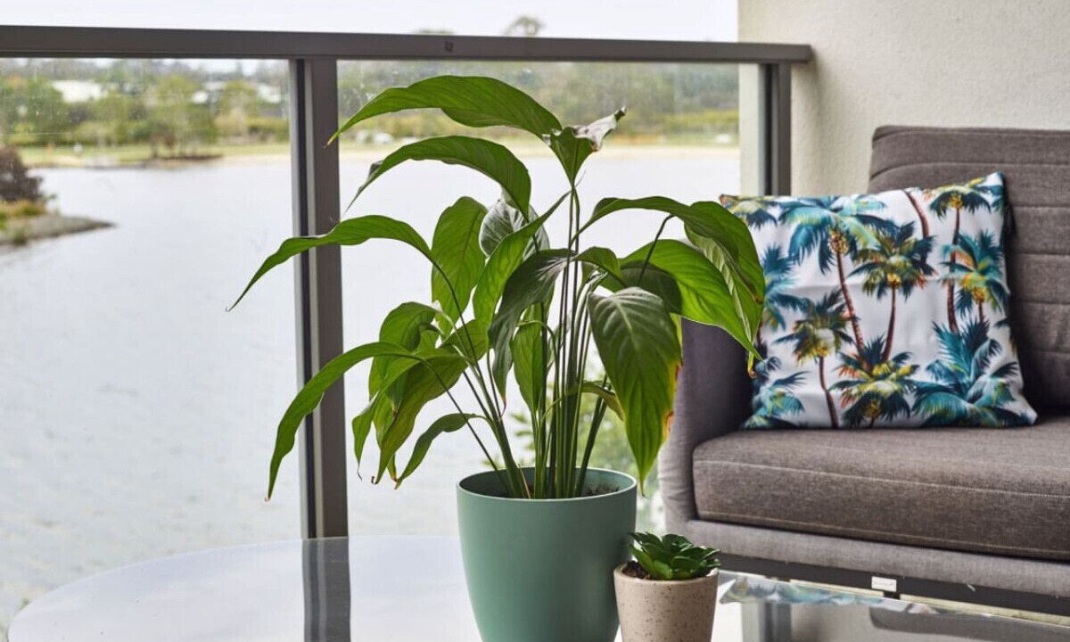 Photo of Others in Carrara