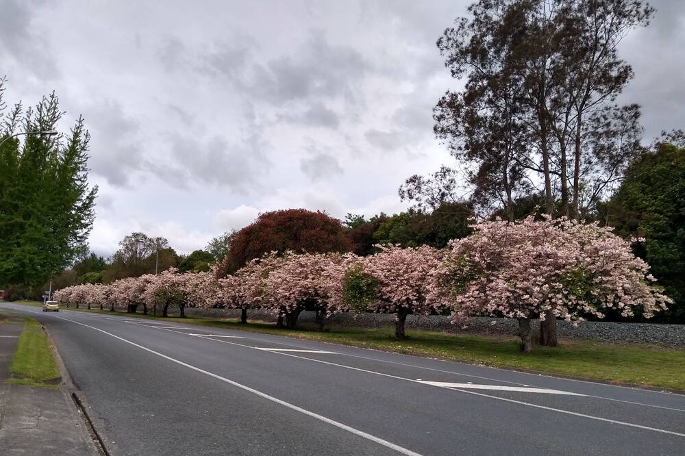 Photo of Outdoor in Matamata