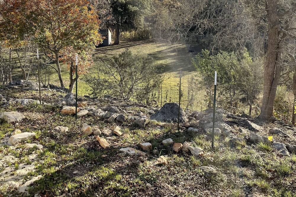 Photo of Others in Spring Branch