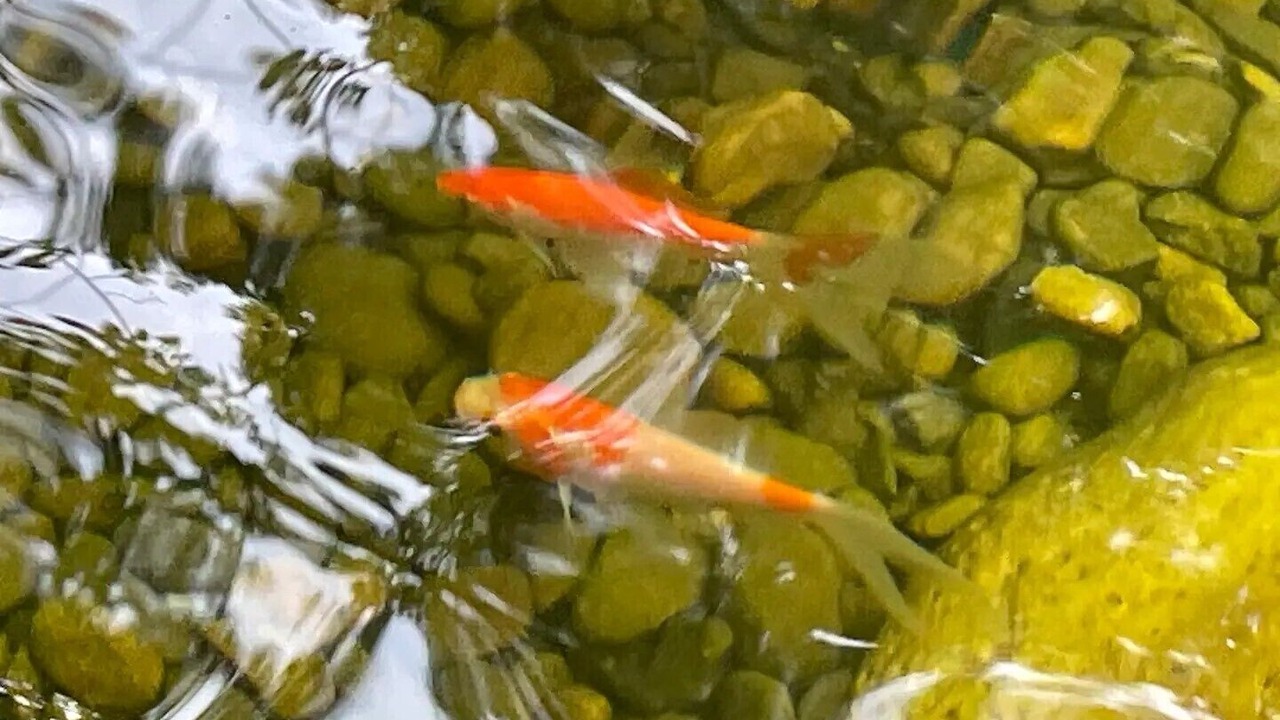 Photo of Others in Takoma Park