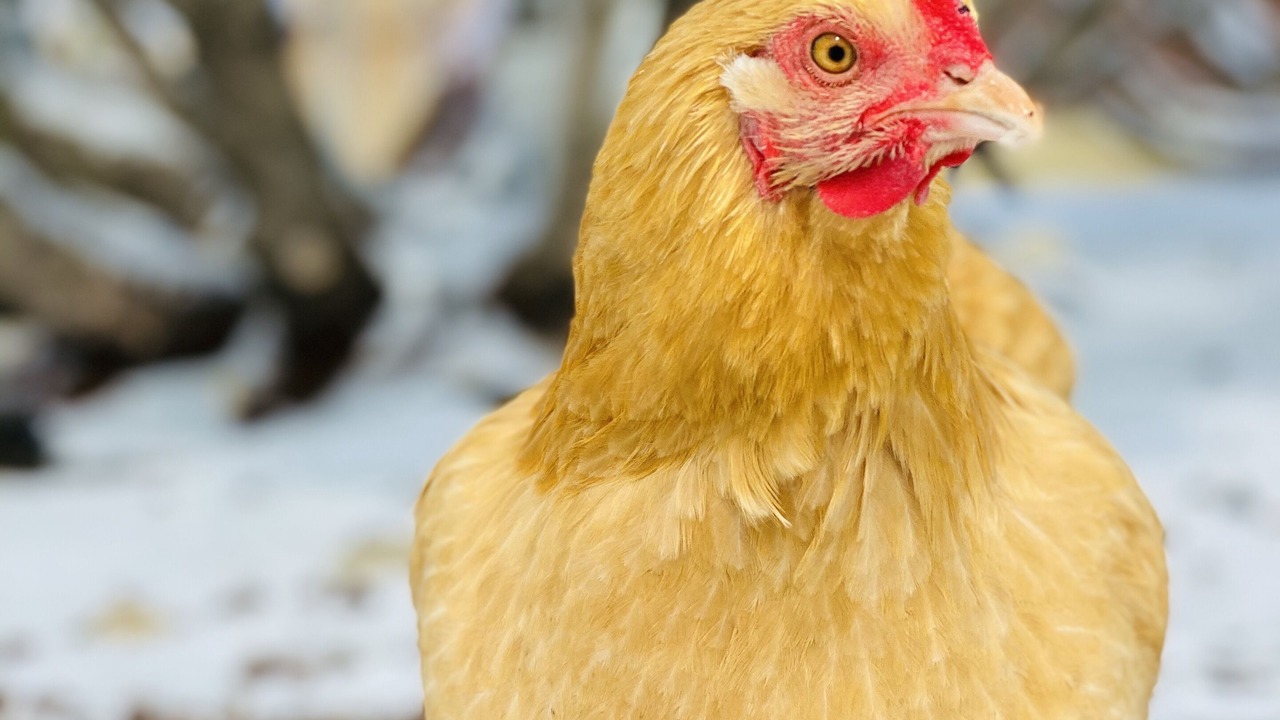 Photo of Others in Victor