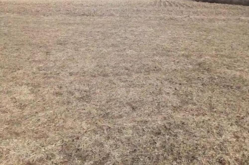 Photo of Others in Crittenden