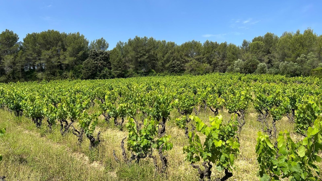 Photo of Others in Saint-Clement-de-Riviere