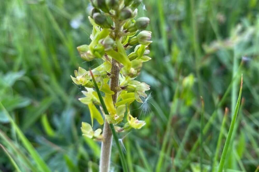 Photo of Others in Wing