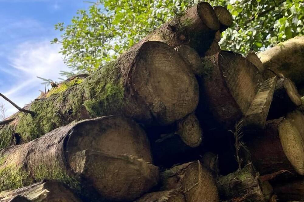 Photo of Others in Wing