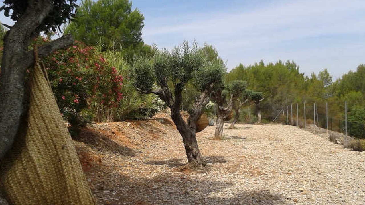 Photo of Outdoor in Lliber