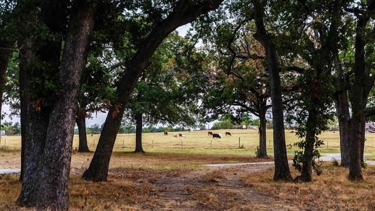 Photo of Outdoor in Milam County