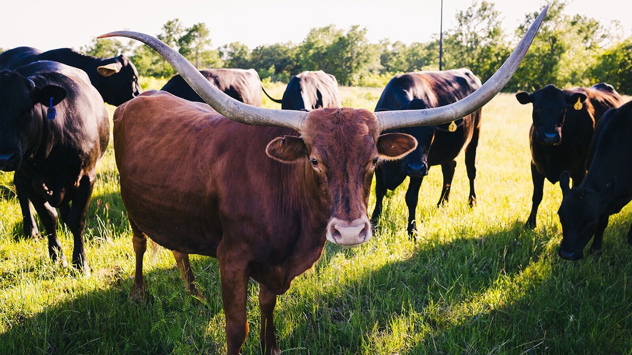 Photo of Others in Milam County