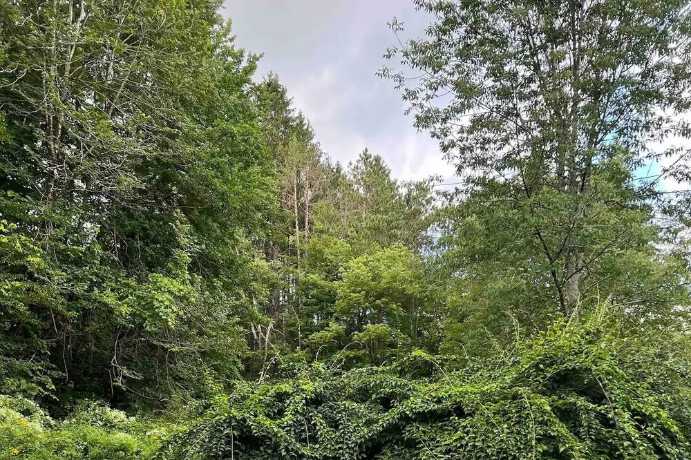 Photo of Outdoor in Williamstown