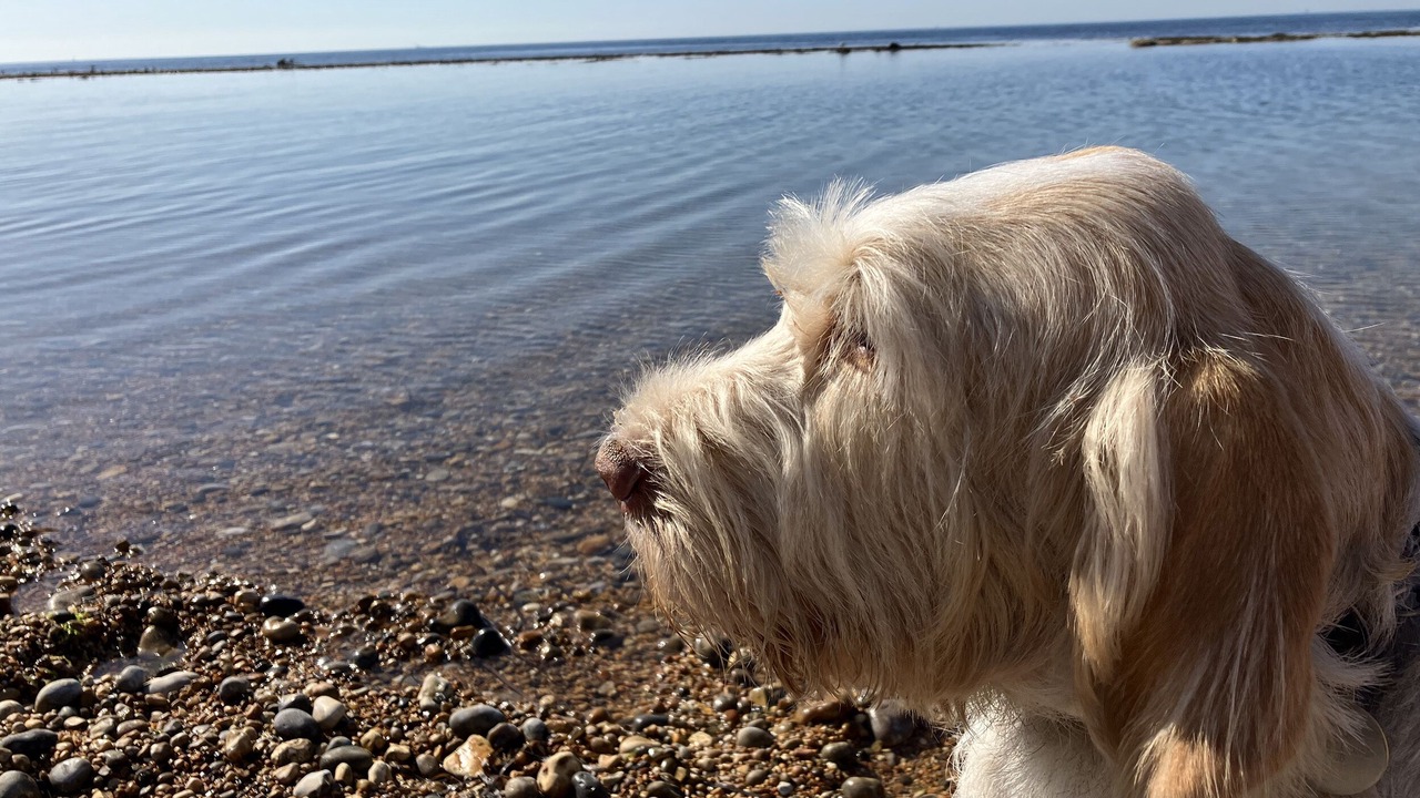 Photo of Others in Dorchester