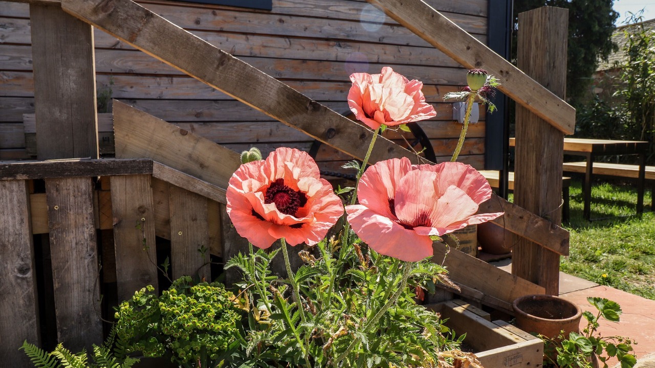 Photo of Others in Knock