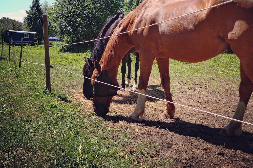 Photo of Outdoor in Le Vieil-Bauge