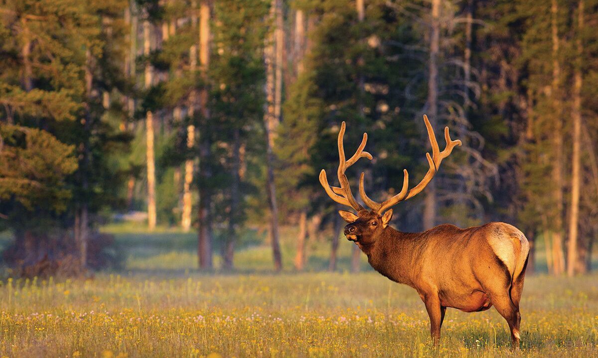 Photo of Outdoor in Hoback Junction