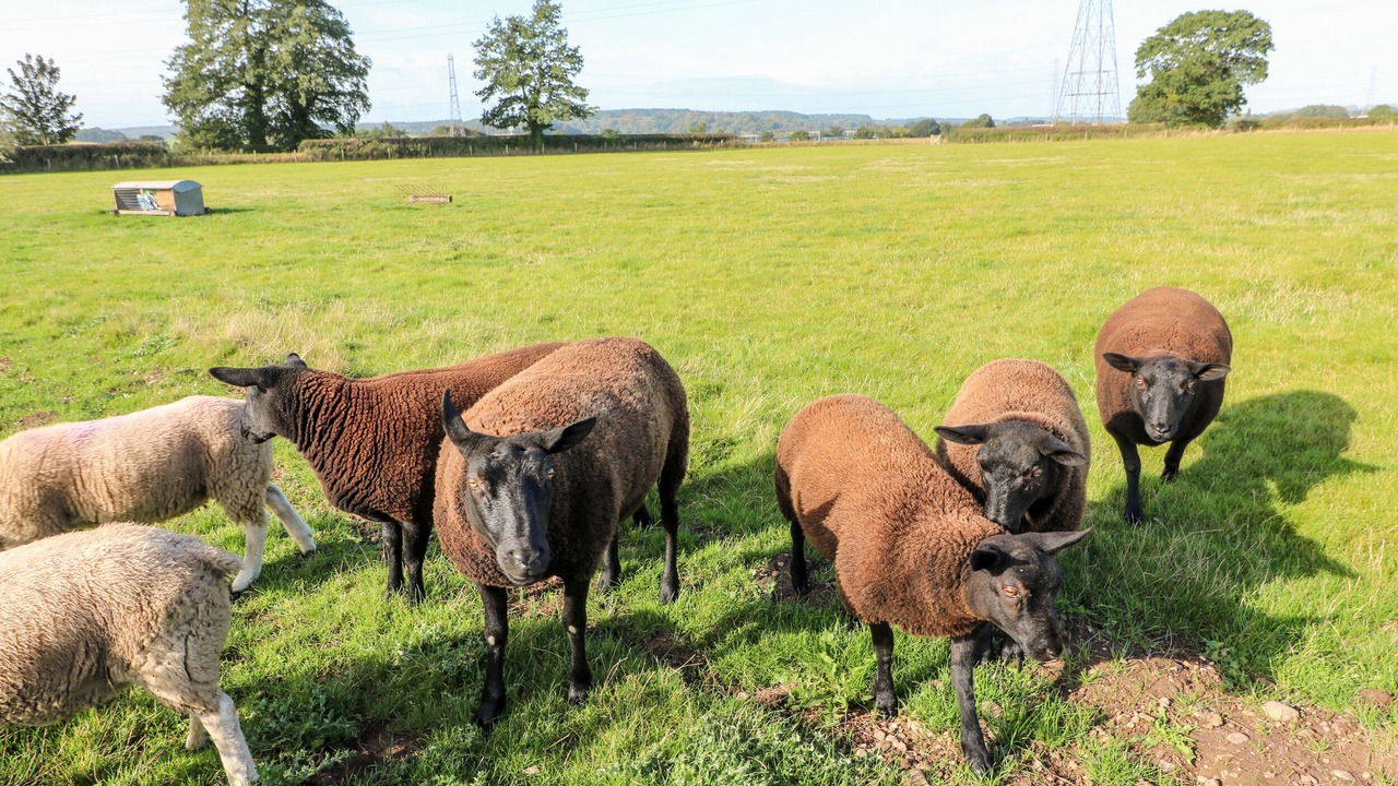 Photo of Others in Rugeley