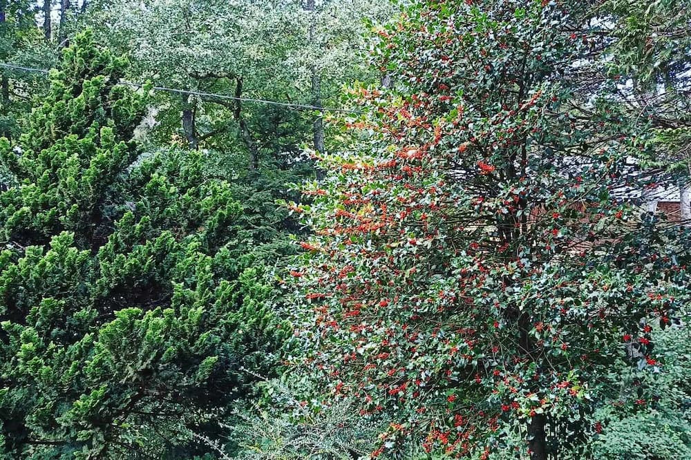 Photo of Outdoor in Wangenbourg-Engenthal