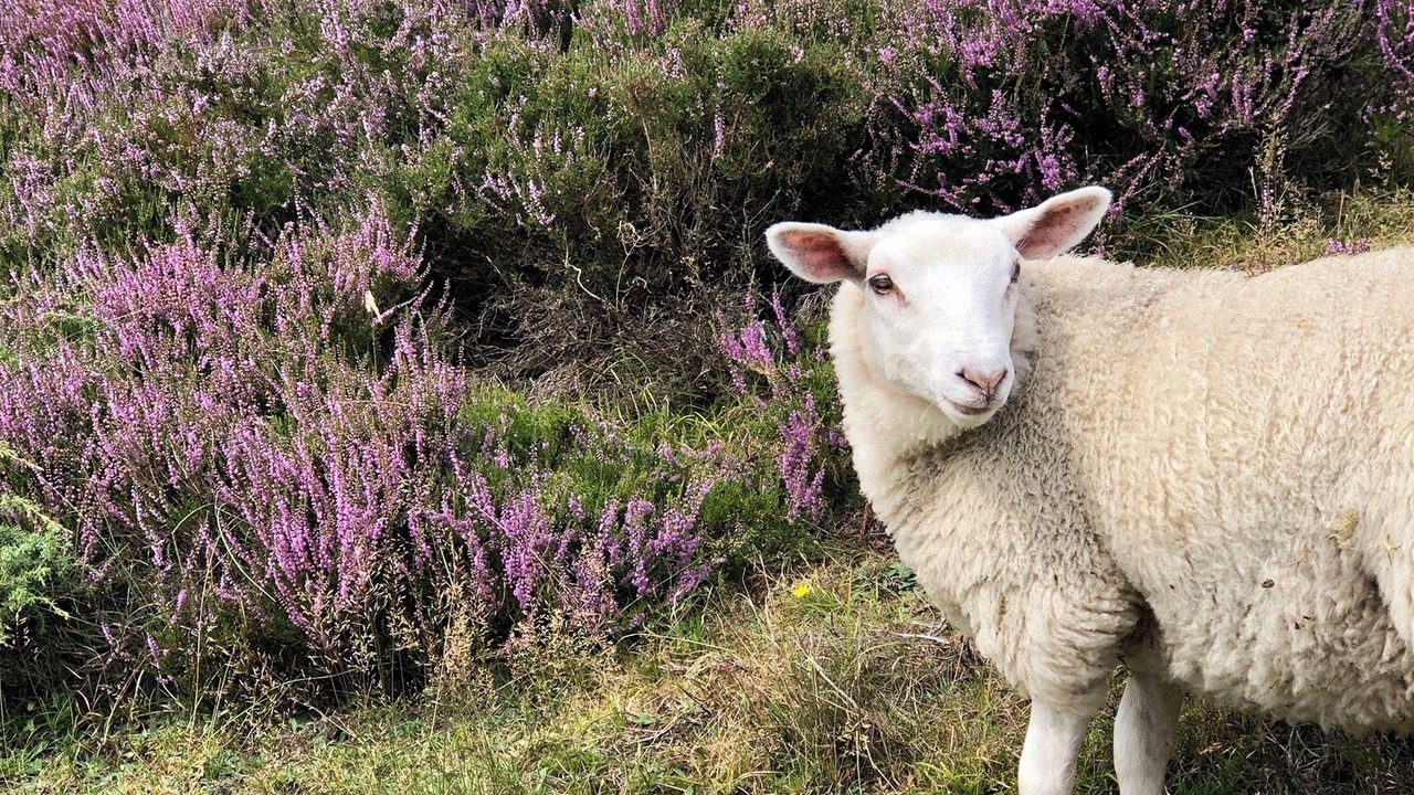 Photo of Others in Rold