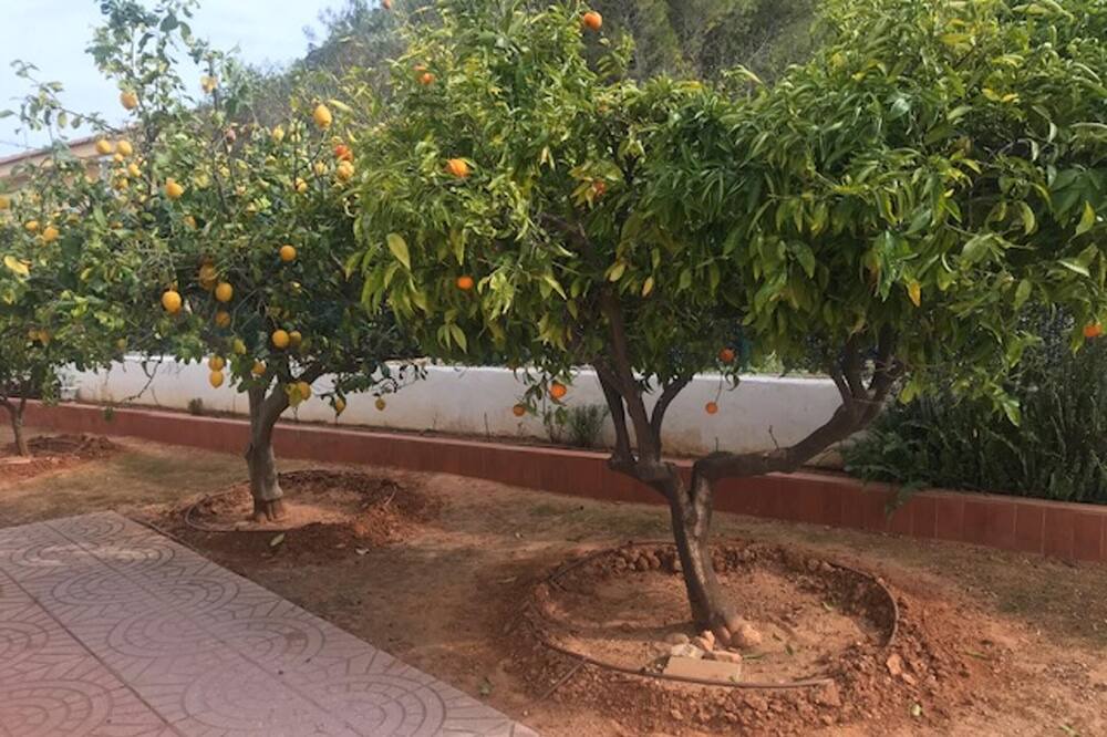 Photo of Outdoor in Gandia
