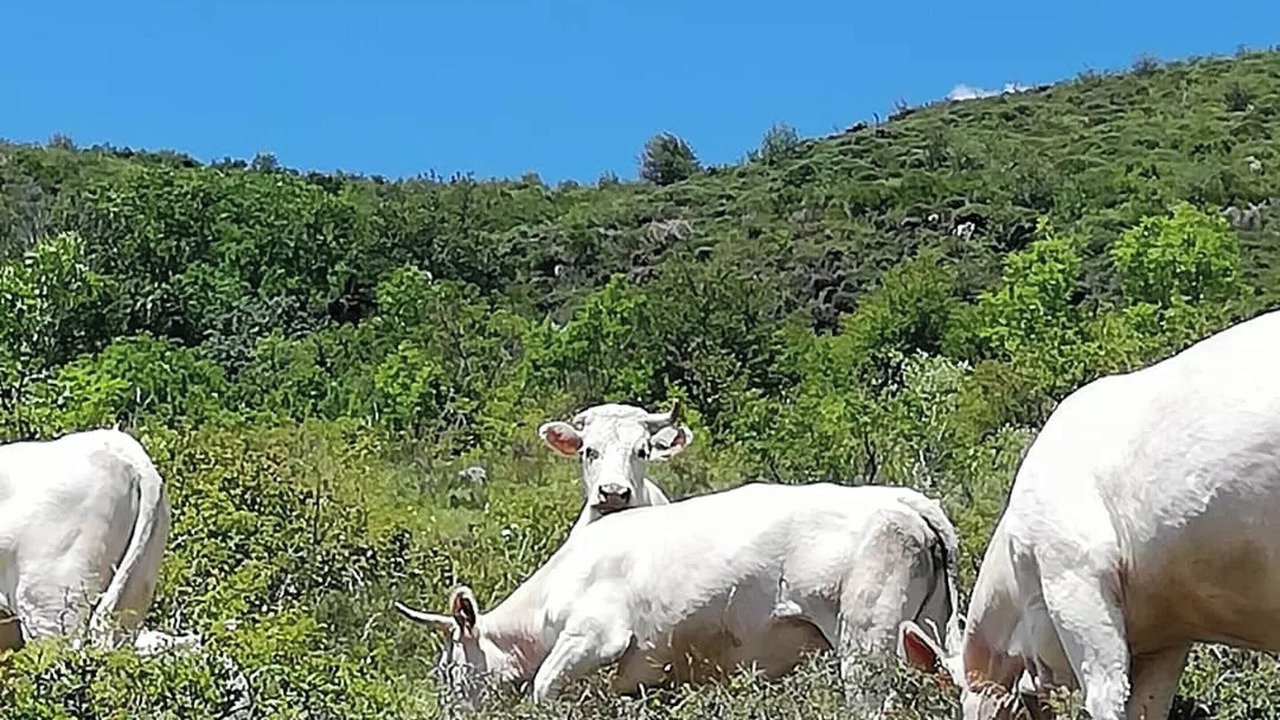 Photo of Others in Gourdon