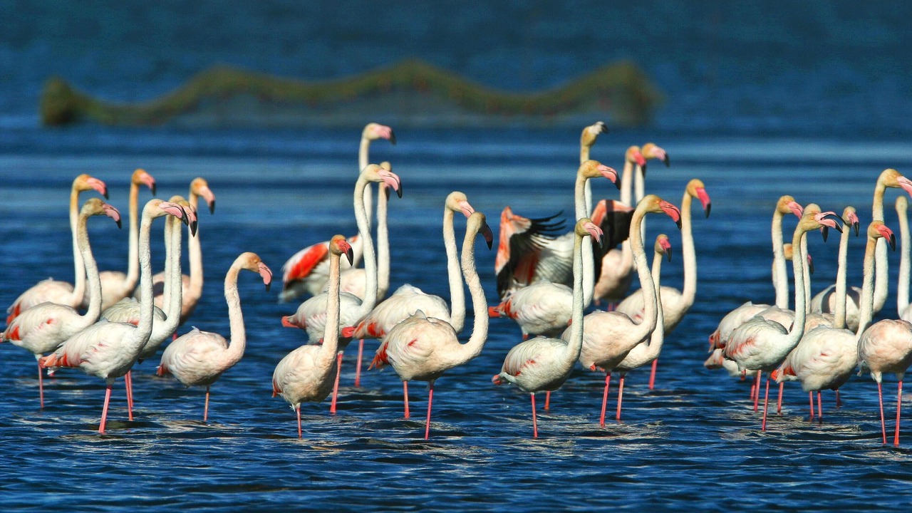Photo of Others in Camarles
