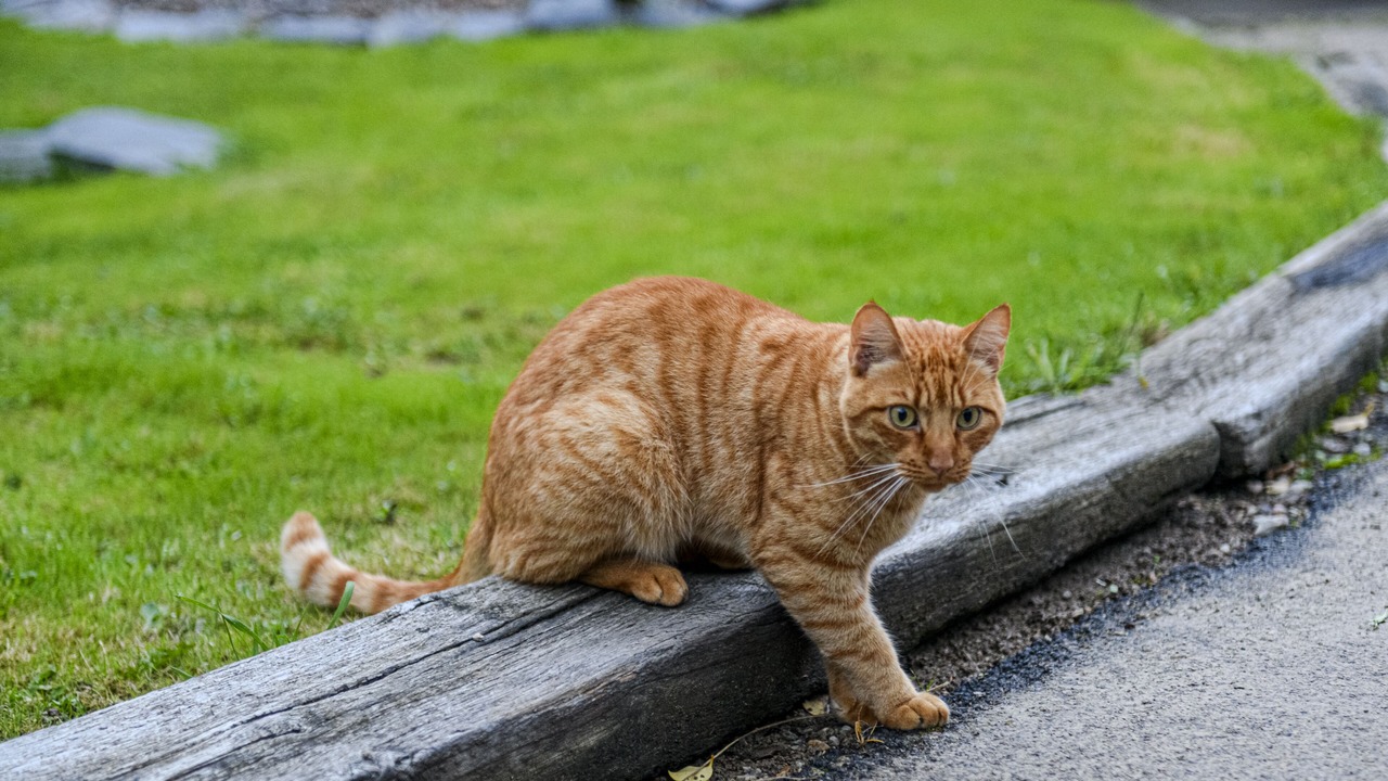 Photo of Patio Balcony in Saint-Coulitz