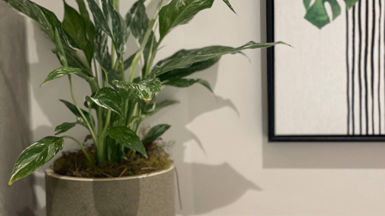 Photo of Others in Glen Iris