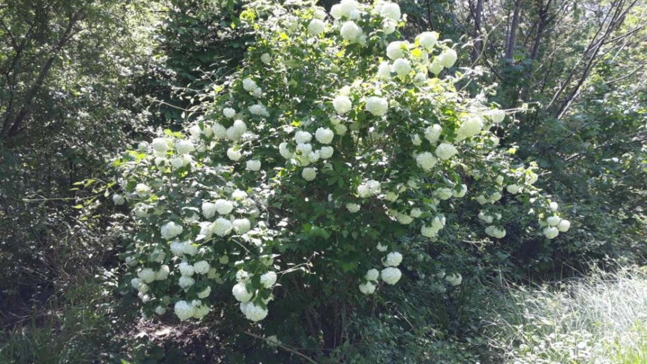 Photo of Outdoor in Gornies