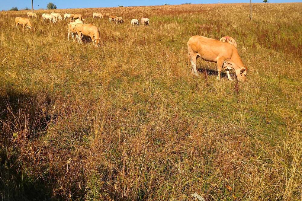 Photo of Others in La Salvetat-Peyrales