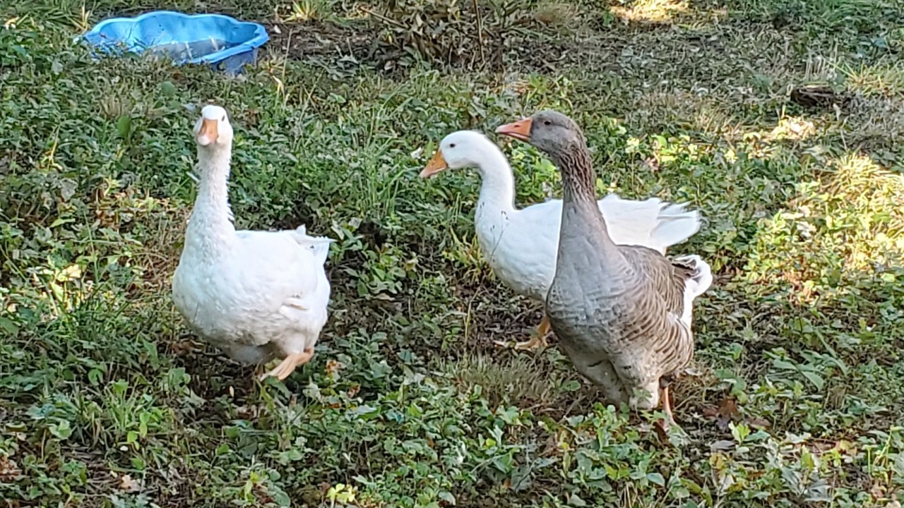 Photo of Outdoor in Cransac