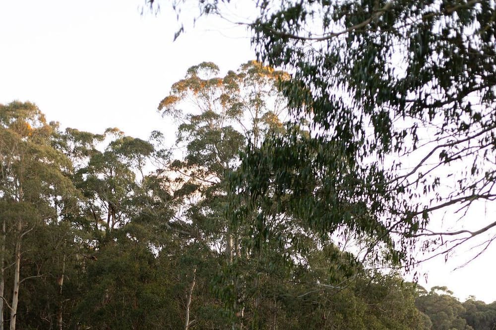 Photo of Others in Forrest