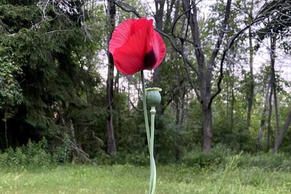 Photo of Others in Grafton