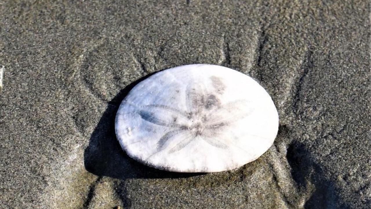 Photo of Others in Copalis Beach