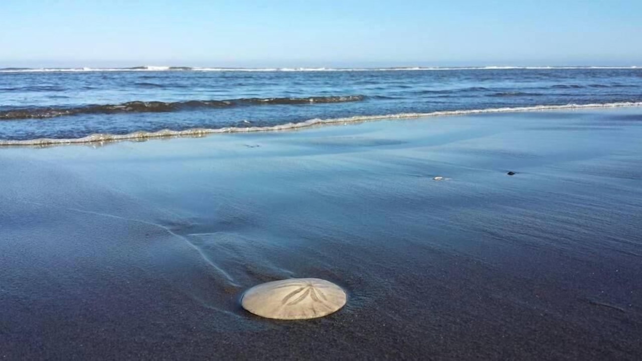 Photo of Others in Copalis Beach