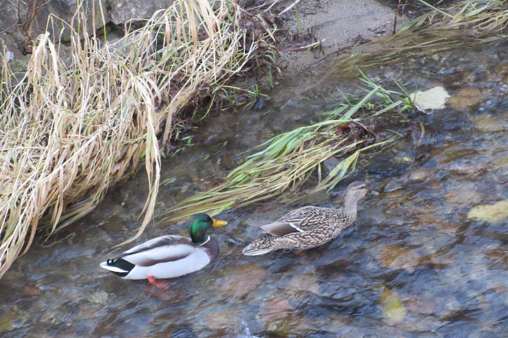 Photo of Outdoor in Saint-Amarin