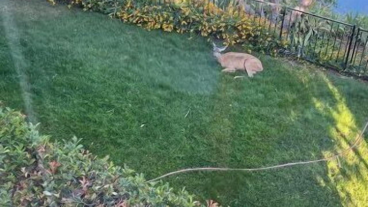 Photo of Others in Fair Oaks