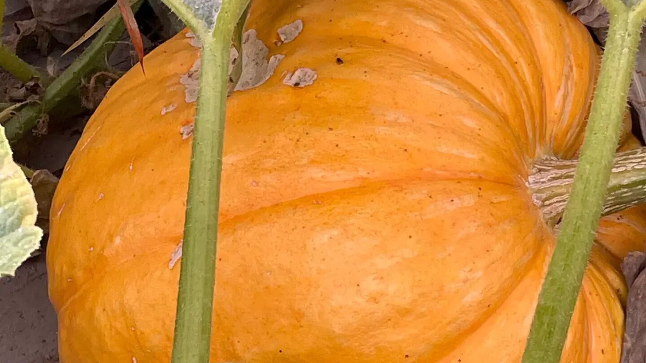Photo of Bedroom in Hollister