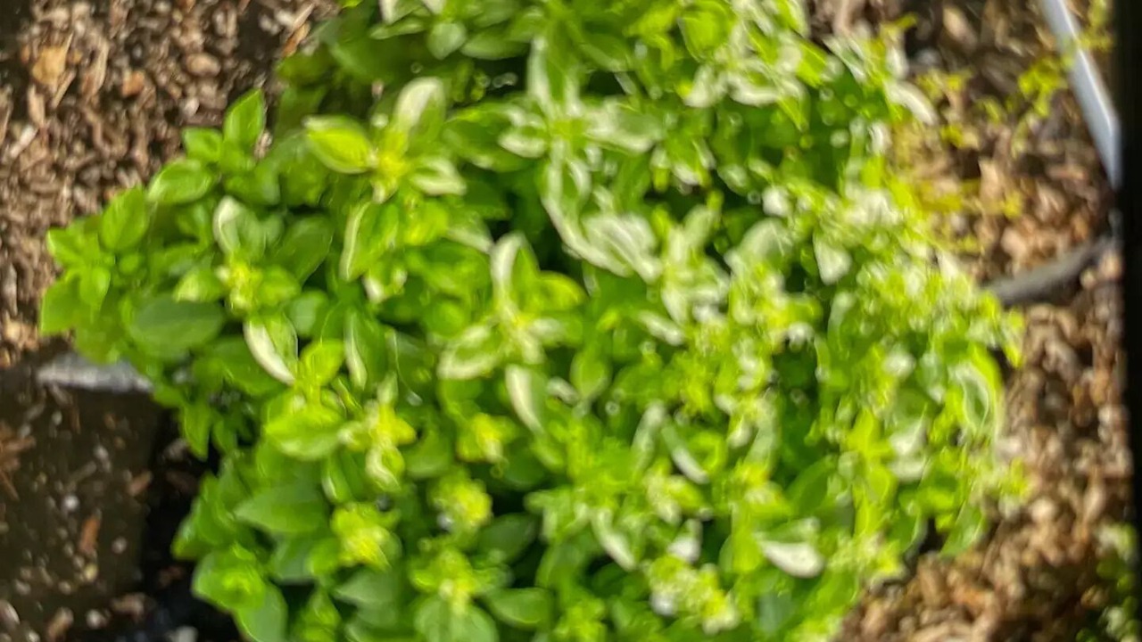 Photo of Others in Hollister