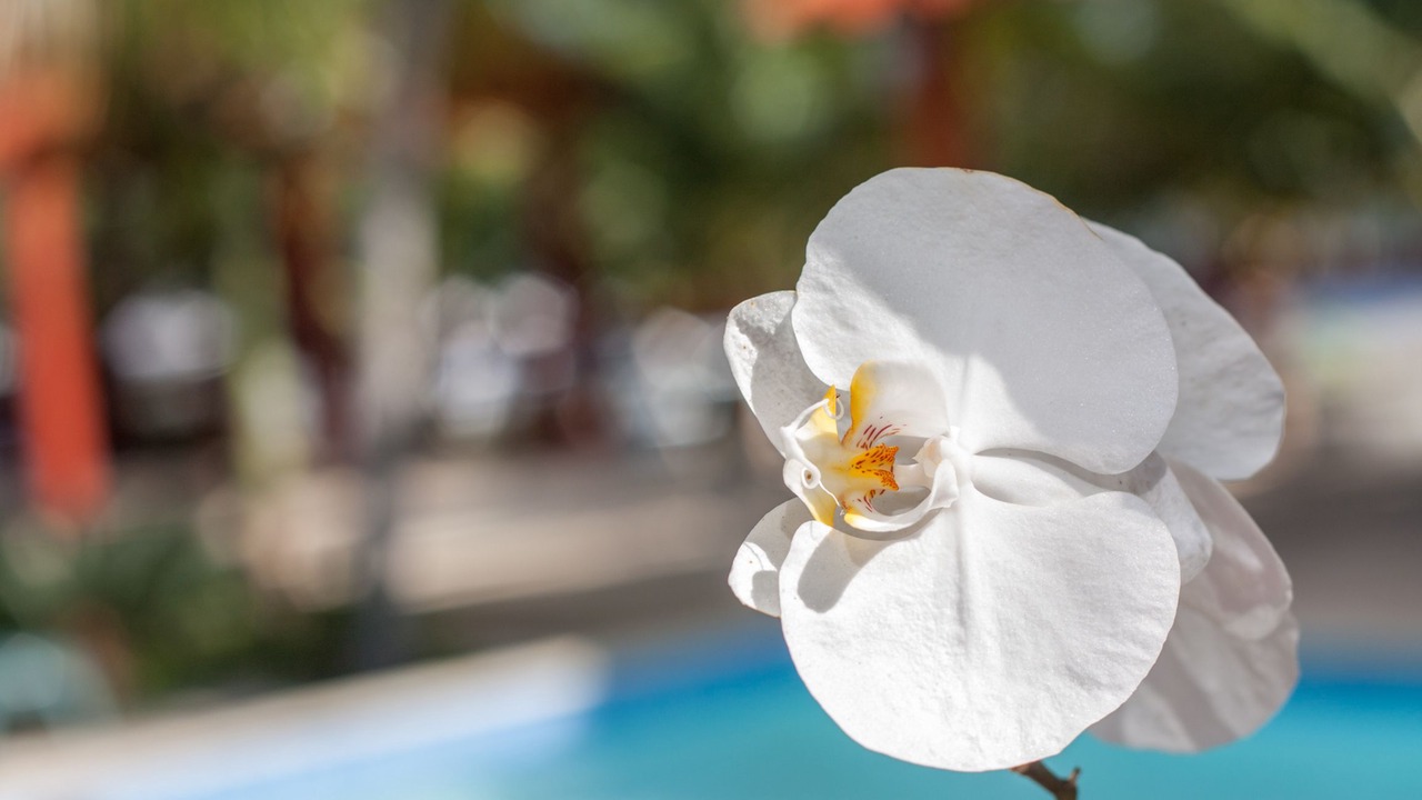 Photo of Others in Las Salinas