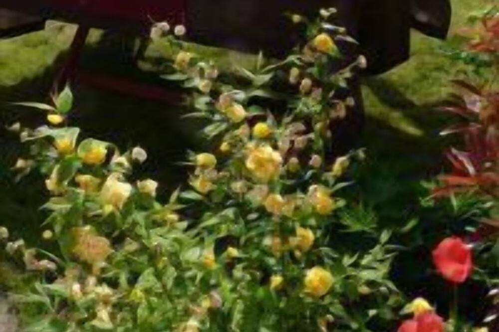 Photo of Outdoor in Coueron