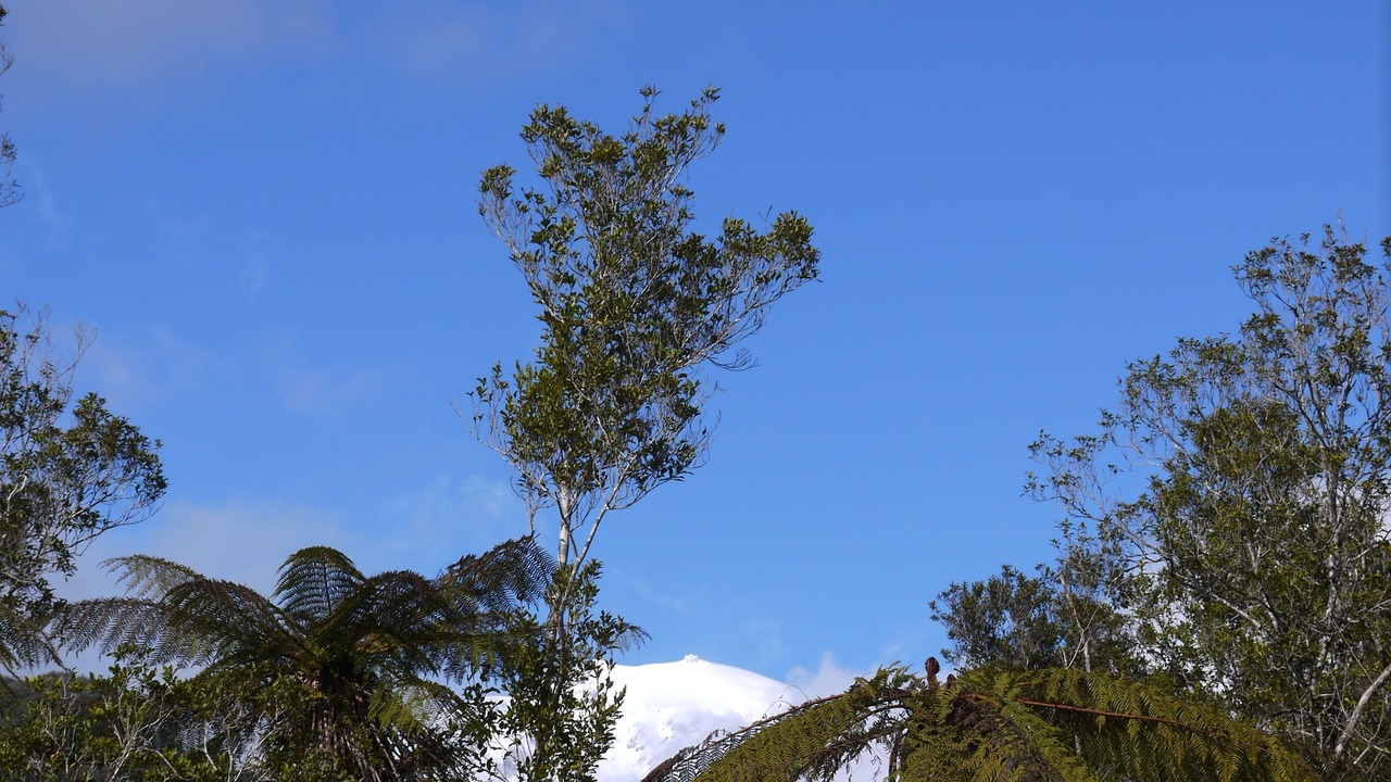 Photo of Others in Franz Josef Glacier