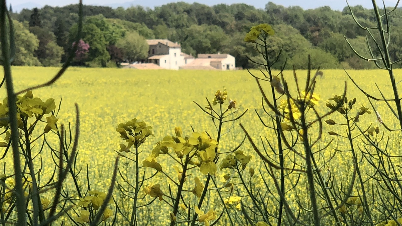 Photo of Others in Forcalquier