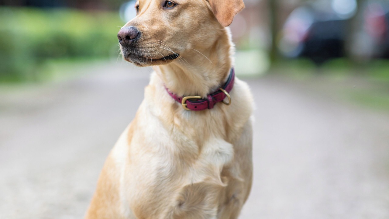 Photo of Others in Pickering