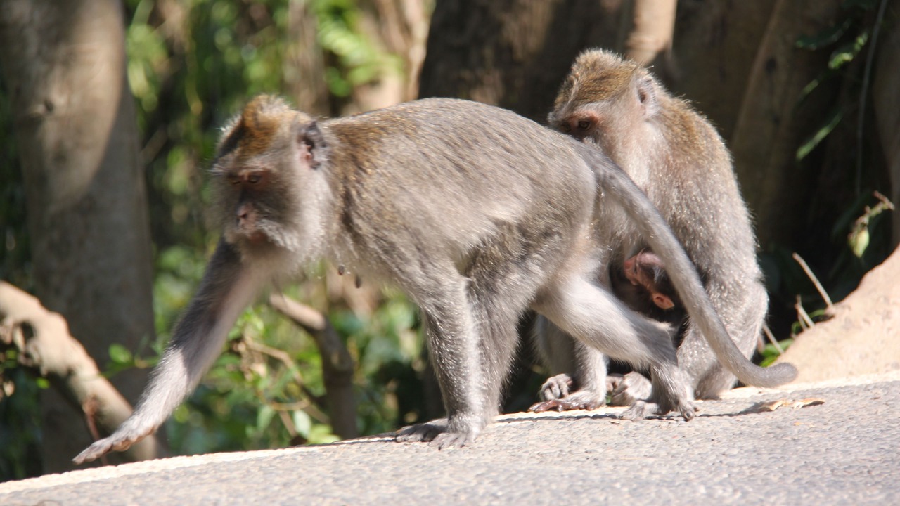 Photo of Outdoor in Nyuh Kuning