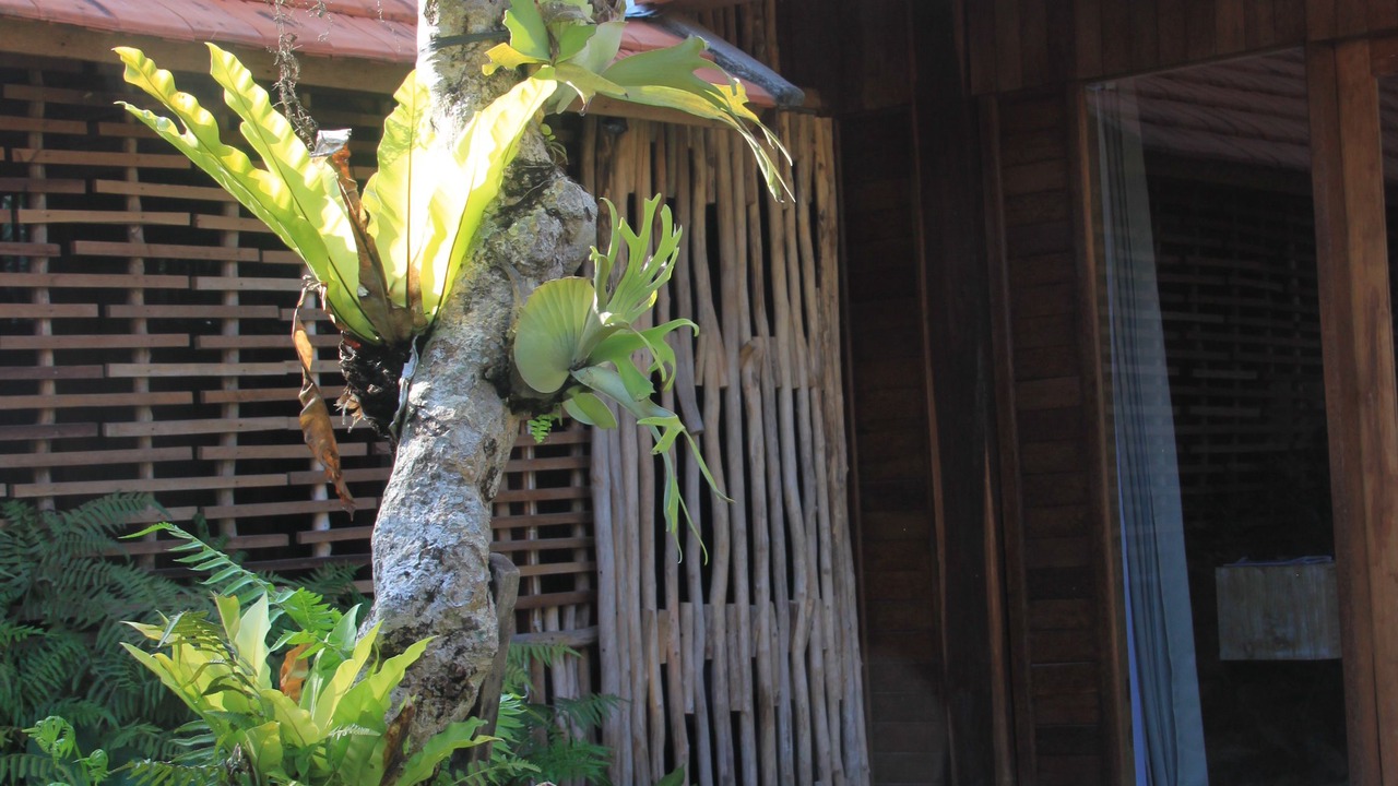 Photo of Outdoor in Nyuh Kuning