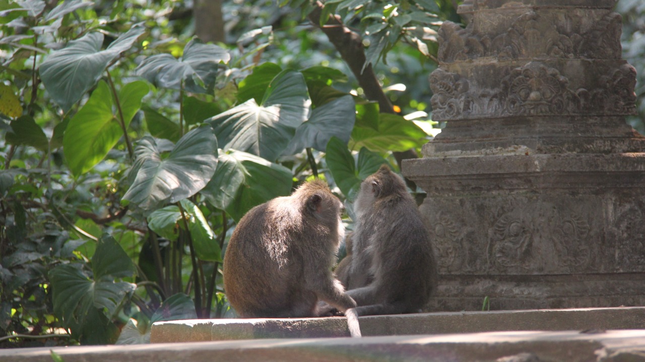 Photo of Outdoor in Nyuh Kuning