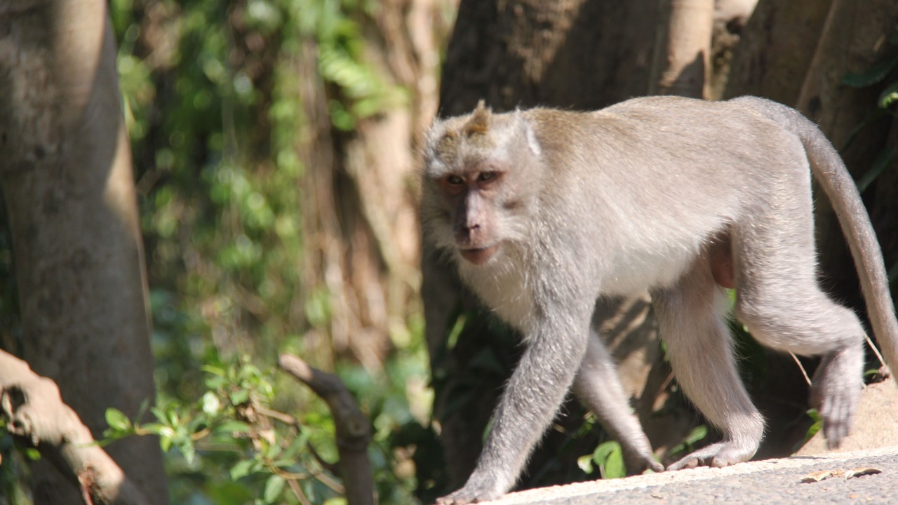 Photo of Outdoor in Nyuh Kuning